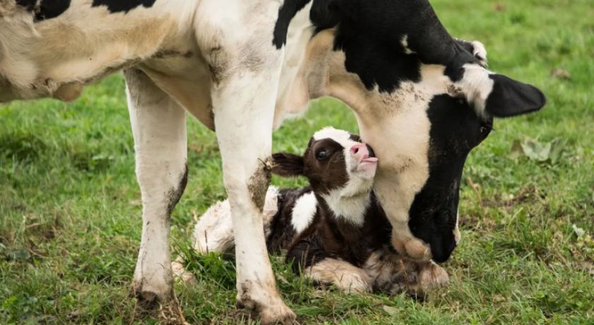 Período Seco e Período Pré Parto