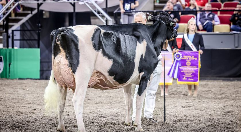 Vaca holandesa vendida por U$ 900.000 em leilão nos EUA