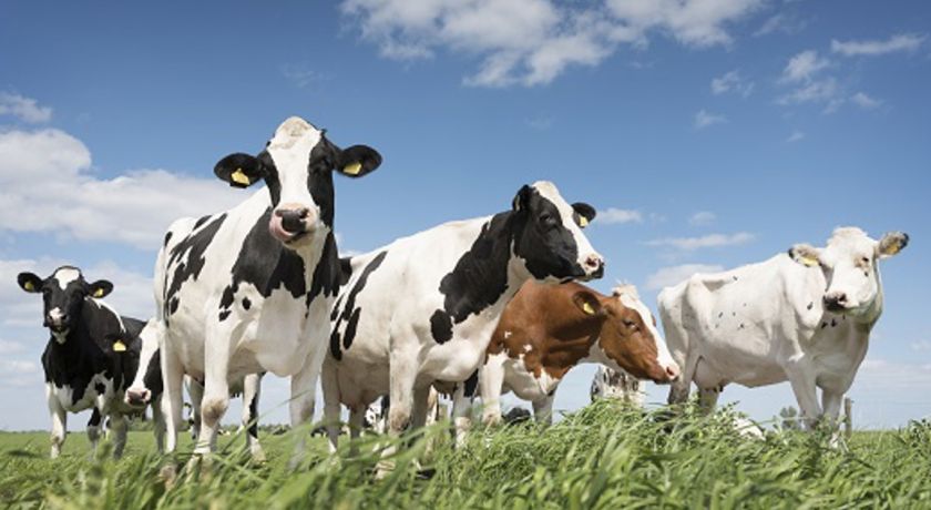 O que o leite pode revelar sobre o estresse térmico em vacas leiteiras