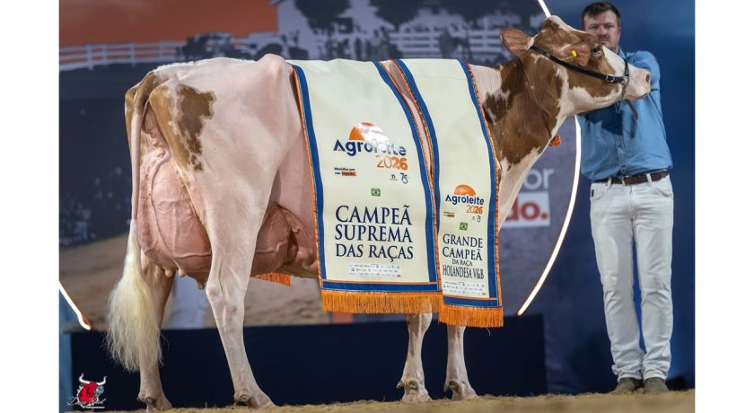 Constentation Lolita Swingman é a primeira Holandesa Vermelha e Branca Campeã Suprema do Agroleite