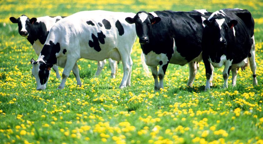 Número de vacas de leite diminui ao redor do mundo
