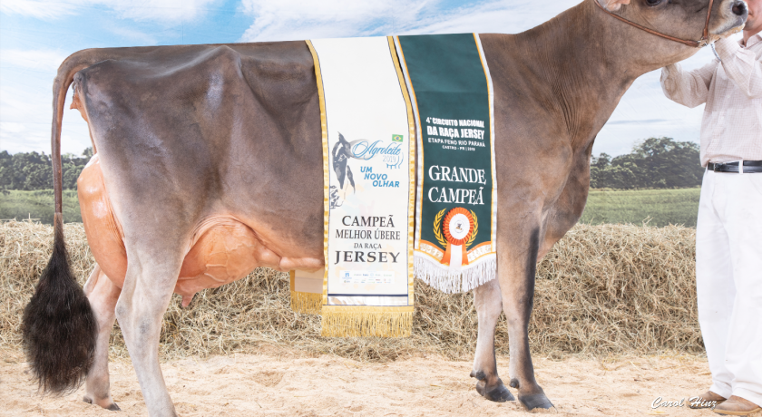 Jersey Brasil premia as melhores vacas e novilhas do Circuito Nacional Raça em 2019