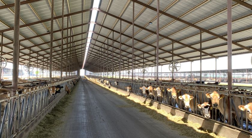 USDA: Consolidação na pecuária de leite dos Estados Unidos