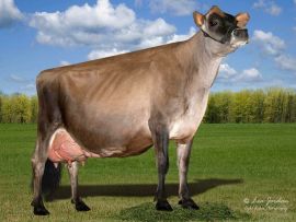 Veronica continua mostrando porque é uma das maiores vacas Jersey de todos os tempos