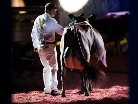 Vierra Dairy Farm: um meteoro que caiu na raça Jersey