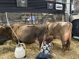 Vierra Dairy Farm: um meteoro que caiu na raça Jersey