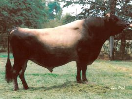 Highland Magic Duncan: um gigante da genética Jersey