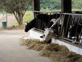 Quando o agro sofre, o Brasil inteiro paga