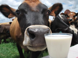 A crise silenciosa dos pequenos produtores de leite que o Brasil insiste em ignorar
