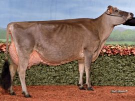 A vaca Jersey ideal: Beleza e funcionalidade no mesmo pacote