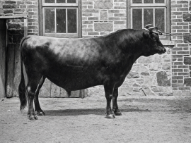 Flying Fox ainda governa: O legado genético de um touro Jersey nascido em 1898