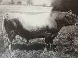 Flying Fox ainda governa: O legado genético de um touro Jersey nascido em 1898