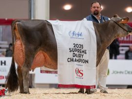 BAILEY: A nova rainha da raça Jersey