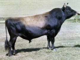 Milestones Generator, o touro que representou um ponto de virada para a raça Jersey