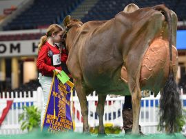 All American Jersey Show, a maior exposição de gado Jersey no mundo