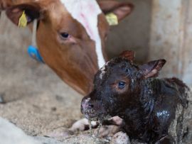 2025: O Ano em que o Setor Leiteiro Pediu Socorro (E Não Foi Ouvido)