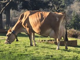 A troca inesperada de uma vaca destinada a brilhar: Como CHERRY PP chegou ao topo da raça Jersey