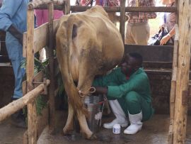 Como a vaca Jersey está ajudando a acabar com a fome e a miséria na África