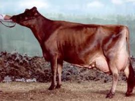 DUNCAN BELLE: a vaca que mais influenciou a raça Jersey no mundo