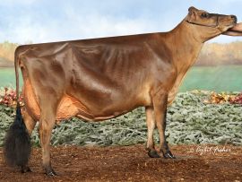 Perfil de uma vaca Jersey com baixo risco de descarte