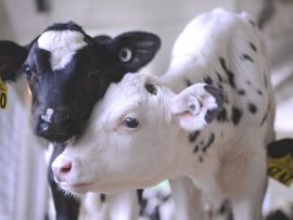 Perdas gestacionais em gado de leite