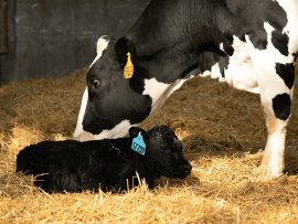 A importância dos fatores não genéticos ligados a pecuária leiteira