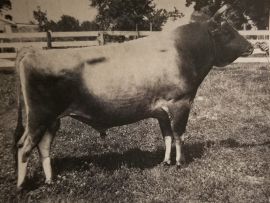As linhagens que mais influenciaram a raça Jersey no mundo