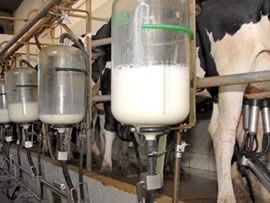 Qual o preço do leite pago ao produtor em sua região?