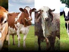 Você trabalha com gado leiteiro puro ou cruzado?
