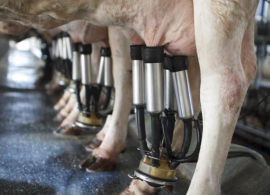Nova regra do leite: produtores que não cumprirem as metas terão coleta suspensa