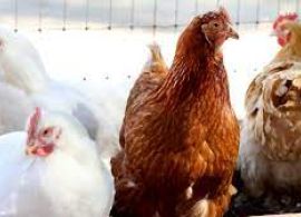 EUA: Gripe aviária atinge gado leiteiro americano pela primeira vez