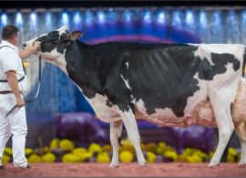 Após reviravolta, Footloose fica com o Grande Campeonato da raça Holandesa na World Dairy Expo 2024