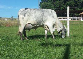 Embrapa: Cenário segue favorável para o leite, mas o ambiente é desafiador