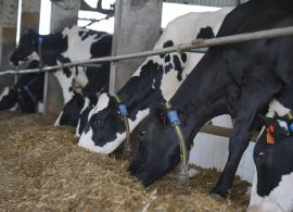 Criadores de gado leiteiro estão apreensivos com calor excessivo e falta de chuva