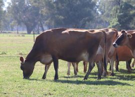 CEPEA: Ritmo de valorização perde força em março