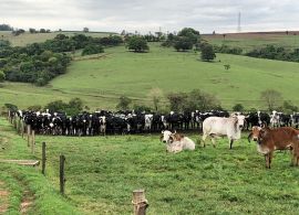 CEPEA: Preço do leite ao produtor segue em queda