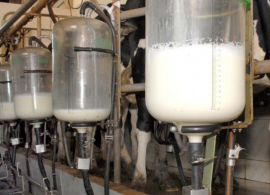 Preço recebido por produtor de leite tem queda pelo 2º mês consecutivo, diz Cepea