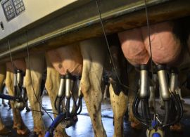 Produção mundial de leite cresce e derruba preços no GDT