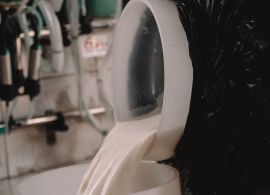 Gadolando cobra medidas mais amplas para garantir sobrevivência dos produtores de leite