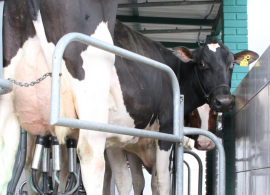 Preço do leite azedou humor doprodutor em 2025, mas há chance decrescimento “moderado” no próximociclo