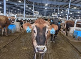 A nova matemática do leite nos EUA: Por que a carne e os sólidos estão redefinindo lucros