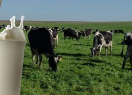 Mercado do leite busca novo equilíbrio após pico de captação