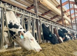 O paradoxo leiteiro nos EUA: Mais vacas com menos reposição