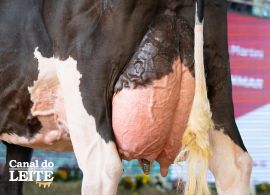 Itaipu Rural Show 2026 reforça força da pecuária leiteira no Sul do Brasil