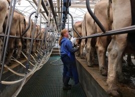 CEPEA: Leite ao produtor sobe mais 5% em fevereiro