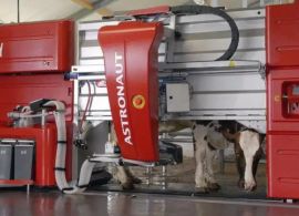 Brasil lidera ranking global de produção de leite por vaca com uso de tecnologia