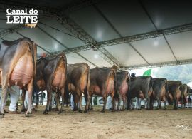 FEAGRO 2026 reforça Braço do Norte como Capital Nacional do Gado Jersey