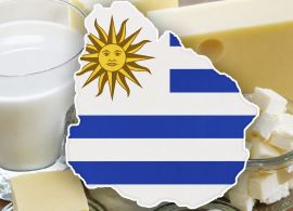 Uruguai aumento exportação de lácteos e Brasil lidera compras