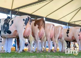 Gado de leite ganha destaque na Expointer 2026