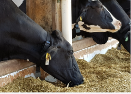 Cowmed monitora saúde das vacas para o produtor